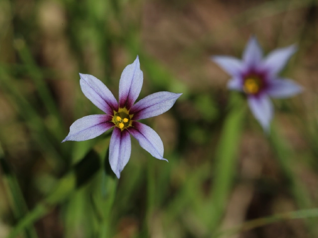 Sisyrinchium rosulatum